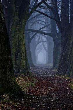 annabelveneto:  Forest in Slovakia 