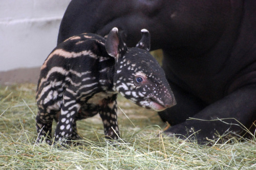 Tapirus Tapir denverpost: Baby tapir saved at birth by mouth-to-snout resuscitation Staff at the Den