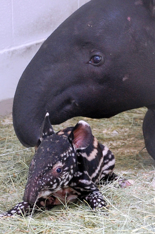 Tapirus Tapir denverpost: Baby tapir saved at birth by mouth-to-snout resuscitation Staff at the Den