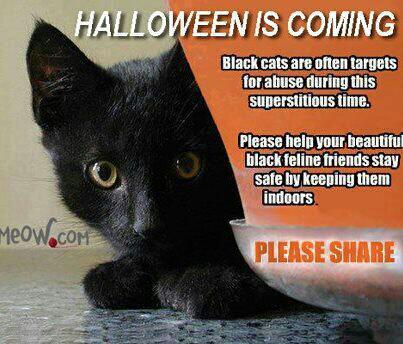 mittporrimney:  Keep all cats indoors if you’re in a heavily populated area! Black