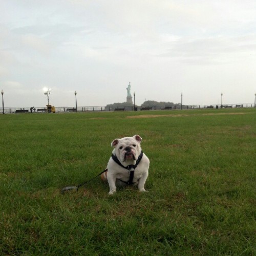 Beefy and Lady Liberty in the background! Blue Sky Challenge!