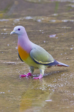 eteo:  kraiggowaffles:  fagology:  octopusmint:  Pink-necked Green Pigeon  Pink-necked, orange-chested, purple-headed, pink-footed, blue-tailed green pigeon.  It’s the Huebird of Happiness!  no it’s a purple flying people eater