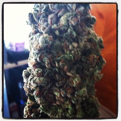 Smoking is a lifestyle #bigbuds #boutthatlife #nugporn #highlifestyle