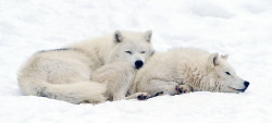 llbwwb:  There’s No Place I’d Rather Be,Arctic Wolf (by affinity579) 