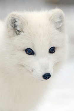 llbwwb:  Beautiful Artic Fox (by affinity579)