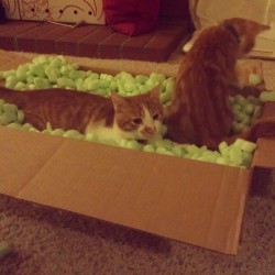 justcarbonbased:  authwh0rity:  justcarbonbased:  authwh0rity:  justcarbonbased:  authwh0rity:  justcarbonbased:  thesekillingsaregorgeous:  I love these fucking cats #me #vashandkniveschronicleb  NIKI WE MUST  I HAVE THE BOX WE JUST NEED THE PACKING