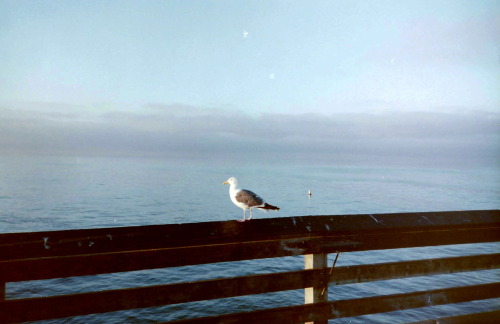 newport beach minolta af-e + kodak 400