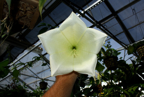 Osa pulchra with my forearm for scale blooming at the Huntington Botanical Garden, San Marino, Calif