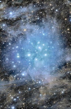 angelyncolette:  Pleiades Deep Field 