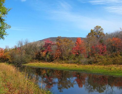 Pictures from our walk: the canal path in October.