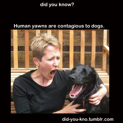 did-you-kno:  Source