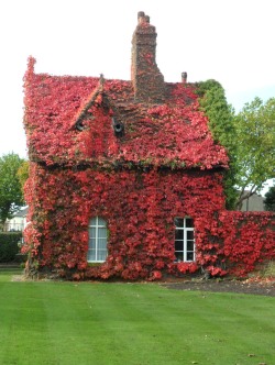 vwcampervan-aldridge:  Gate keepers Cottage over grown with Boston Ivy, now completely red with leaves falling, Dartmouth Park , Sandwell, England 