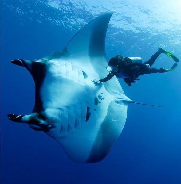 larkawuff:  snowdiver7:  a photo i took two years ago, diving in the Maldives. (Jan