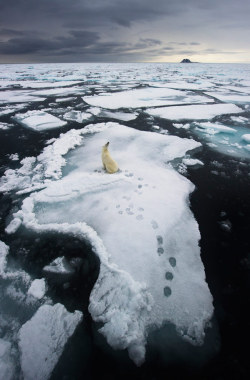 Downlo:  Ole Jørgen Liodden/Veolia Environnement Wildlife Photographer Of The Year