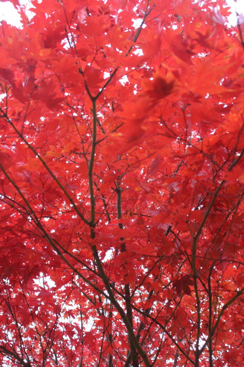 derrier:  The Burning Bush - October 20th, adult photos