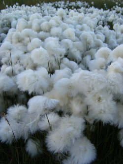 s-kulls:  i found cotton through a fence