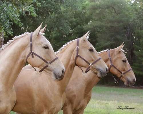 showgirlglitz:  carbon copies   Pretty maids all in a row