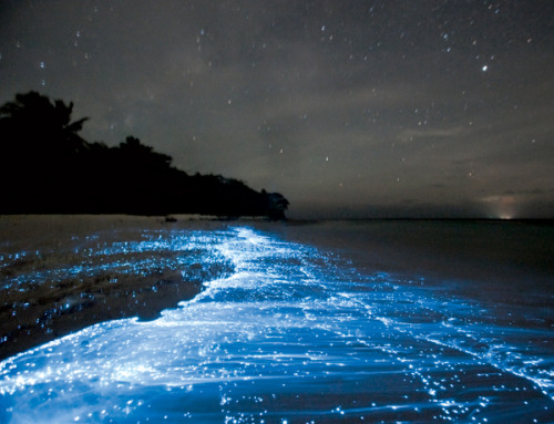 iwannatakeoffherclothes:  terramantra:   Doug Perrine captured these stunning photographs in the Maldives. The particular location (Vaadhoo Island) has a concentrated population of bioluminescent phytoplankton. Bioluminescence is a natural chemical