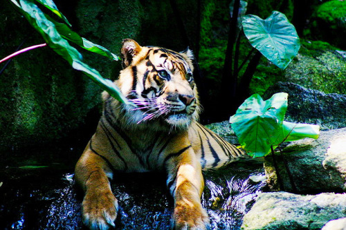 that-blue-bird-flying:  Sumatran Tiger 