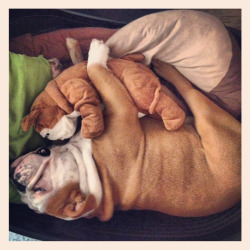 English Bulldog Love