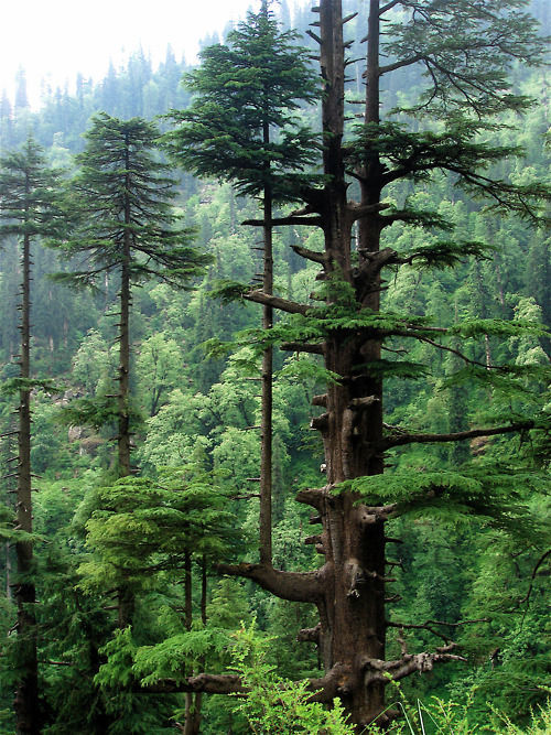 this urn will turn you into a tree after you die