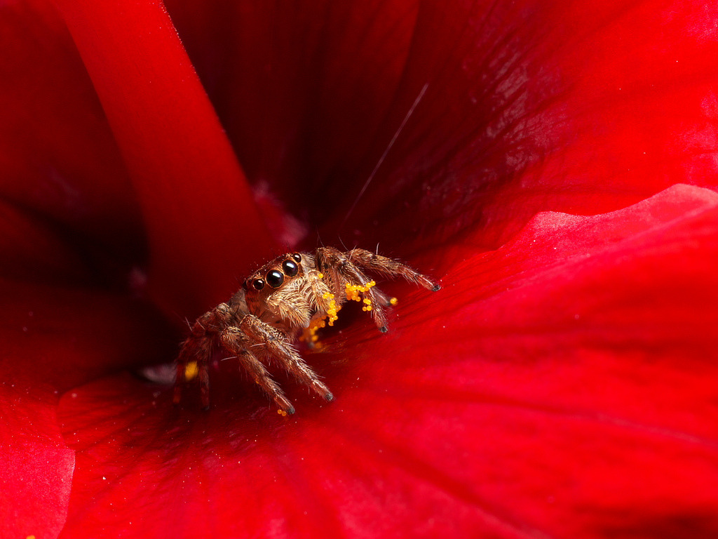 nybg:  Oddly Adorable Spider Raised by Bees Tries Hand(s) at Family Business, news