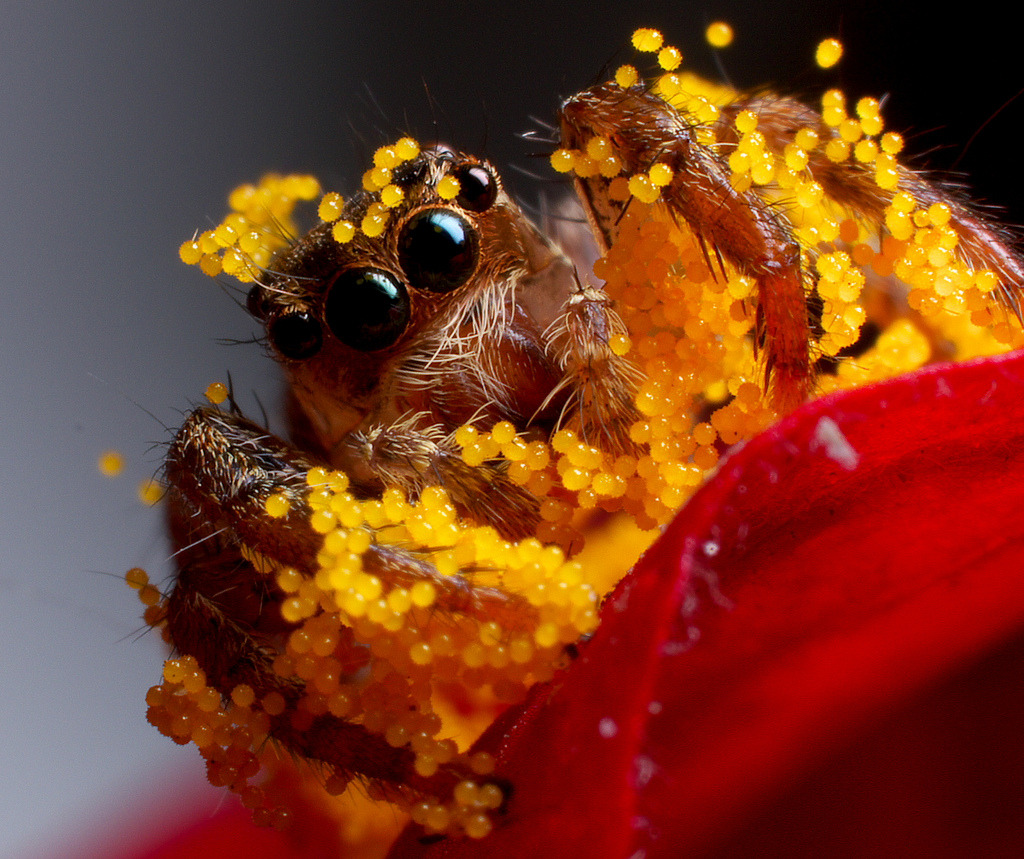 nybg:  Oddly Adorable Spider Raised by Bees Tries Hand(s) at Family Business, news
