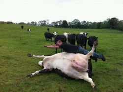 paulyoptosaurus:  notkaela:  whats even going on   a good time  Cow planking. Epic.