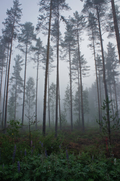 little-miss-fierce: foggy morning by =TanjaMaria