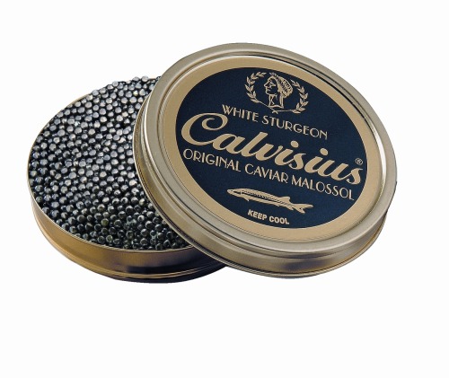 Calvisius