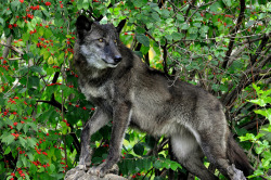 phototoartguy:  Black Wolf in Berry Bush