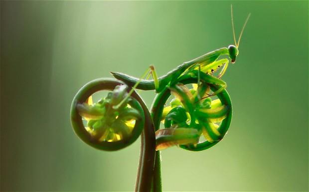 libey:  Saltamontes en bicicleta  Mantis