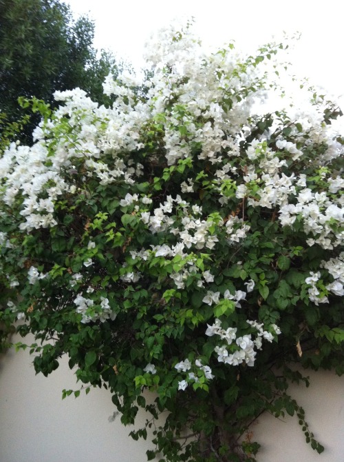 versacea:  natuuralis:  fresh|organic|modern :o   q’d not to cool for school 