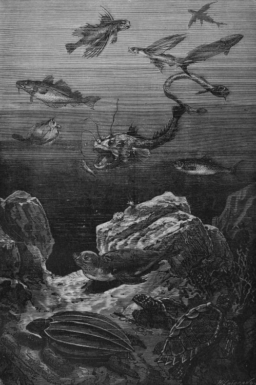 floserber:Alphonse de Neuville’s engravings for 20000 Leagues Under the Sea by Jules Vernes.