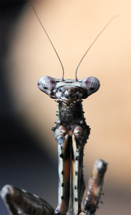 Parasphendale Affinis, sub adult female.