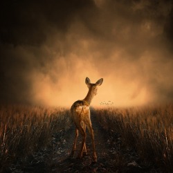 earthlynation:  Strange feeling by Caras Ionut on 500px 