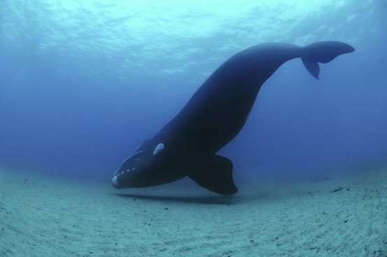earthlynation:  southern right whale source 