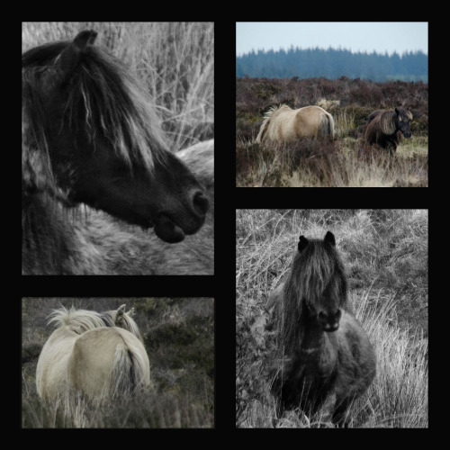 Dartmoor Ponies (by lindyannajones)