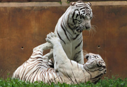 earthlynation:  white tigers source