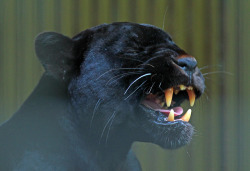 earthlynation: black jaguar source 