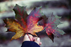 n0veltea:  cascading-leaves: lovely autumn