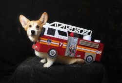 corgiaddict:  A Corgi dressed as a fire truck.