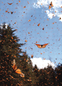 scandinavianrogue:  explosionsoflife:  Migrating monarch butterflies (Danaus plexippus) travel south for hundreds of miles in the fall, flying at a speed of approximately 10 km/hr. Photo from sciencemag.org   Speaking of butterflies, dear sir… 