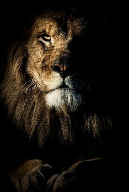 earthtastic:  King of the jungle.