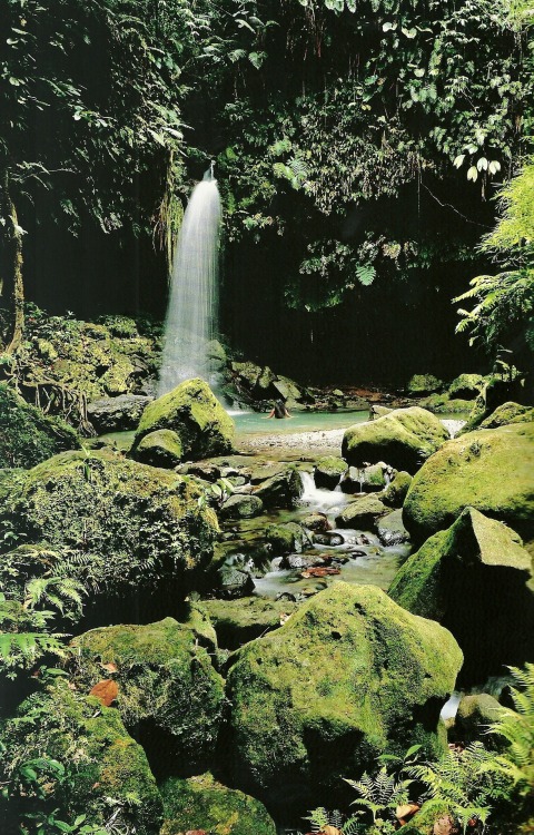 vintagenatgeographic:  Morne Trois Pitons National Park, DominicaNational Geographic | June 1990