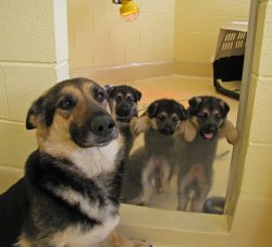 Fuckyeahgermanshepherds:  “I Made These”