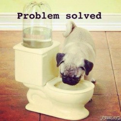 Great Idea! #Dogs #Pets #Animals #Funny #Instaphoto #Toilet