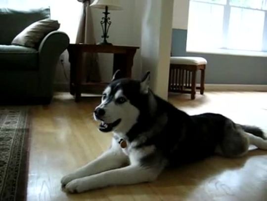 damnitwhatisthecatdoing:  catbountry:  videohall:  A Husky sings Gwen Stefani   Huskies are beautiful and majestic creatures.  and the other dog is like: “the fuck are you doing bro are you feeling sick or something?”