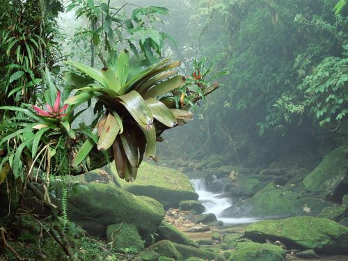 tiegerlily:  ~  bromeliads ~  Bocaina National Park, Atlantic Rainforest ~  Brazil  want more posts 