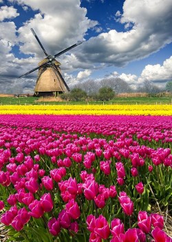 tamysred:  Tulipanes en Holanda.